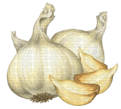 Knoblauch, garlic - kostenlos png