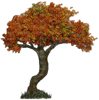 Осень-дерево. - Gratis animerad GIF