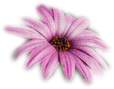 Kaz_Creations Deco Flower - δωρεάν png