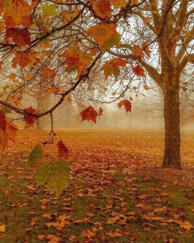 fall nature - ücretsiz png