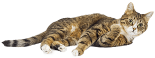 Kaz_Creations Cat Kitten - 免费PNG