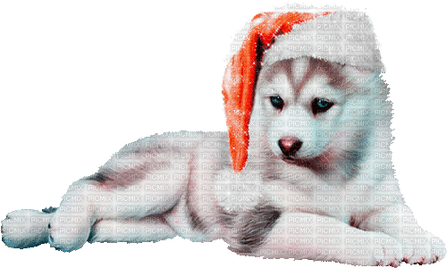 christmas dog  by nataliplus - GIF animado gratis