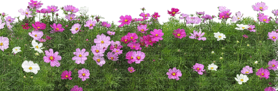 fleurs - GIF animate gratis