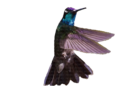 Hummingbird - Nemokamas animacinis gif
