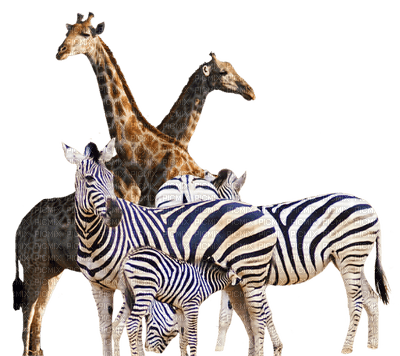 zebra bp - PNG gratuit