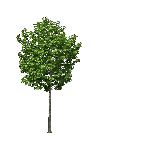 Деревья - GIF animé gratuit