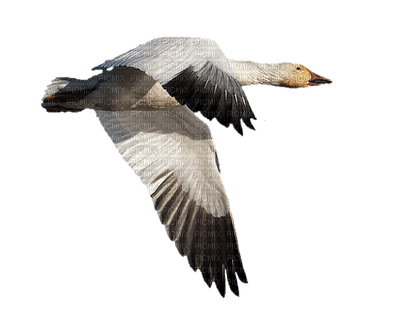 minou-bird - PNG gratuit