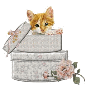 MMarcia gif caixa gato deco - Zdarma animovaný GIF