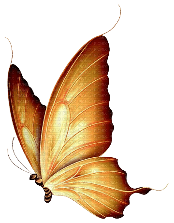 BUTTERFLY - png gratis