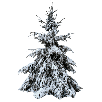 fir arbre tanne tree winter hiver snow neige - PNG gratuit