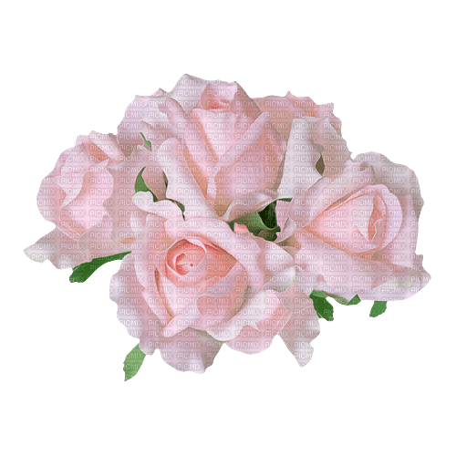 Roses - фрее пнг