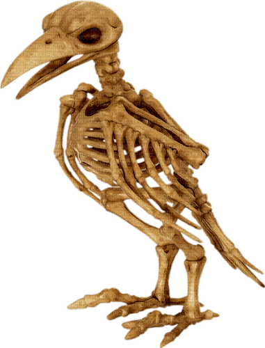 skeleton by nataliplus - ingyenes png