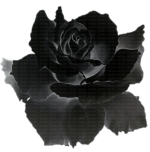 black rose Bb2 - png ฟรี