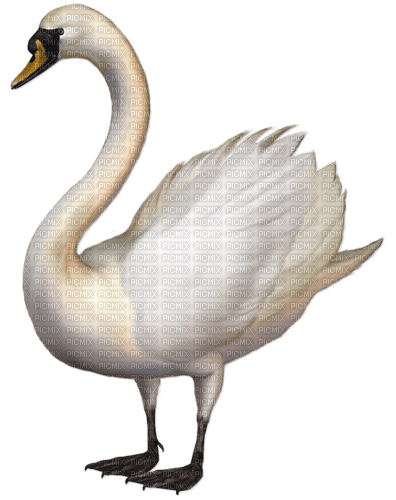 Swan-RM - Free PNG