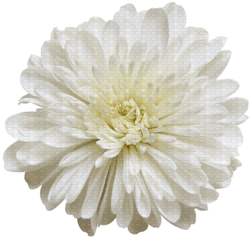 dolceluna spring flower - бесплатно png