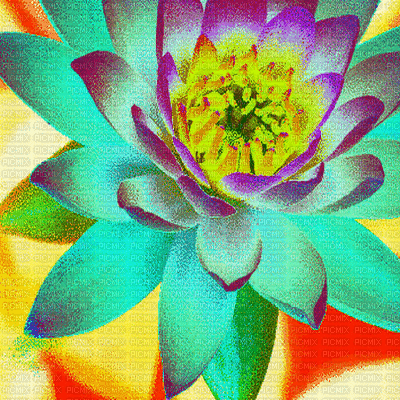 effect effet effekt background fond abstract colored colorful bunt coloré abstrait abstrakt flower fleur blumen fleurs gif anime animated animation - GIF เคลื่อนไหวฟรี