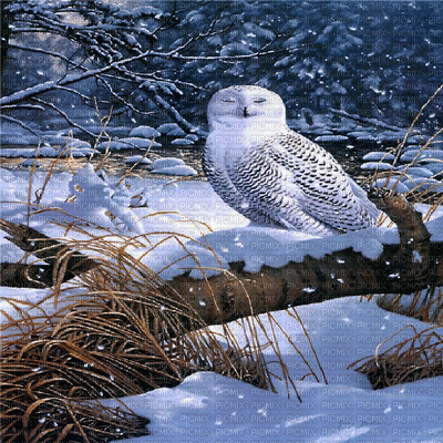 winter animated bg owl  hibou hiver - GIF เคลื่อนไหวฟรี