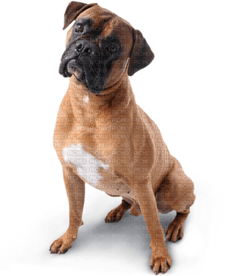 Chien.Dog.Victoriabea - Free PNG
