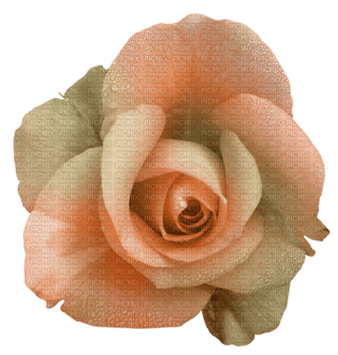 rosa - darmowe png