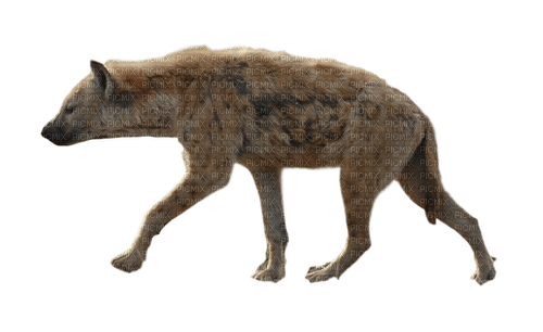 Hyena - png grátis
