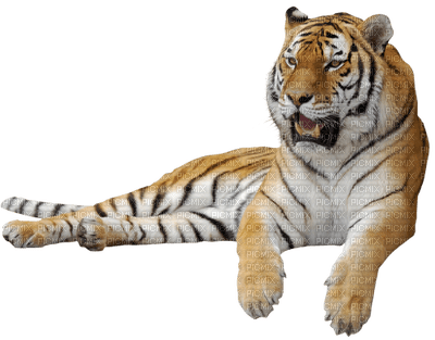minou-animal-tiger - ilmainen png