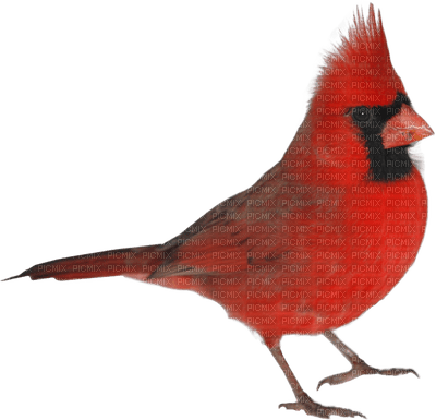 birds katrin - бесплатно png