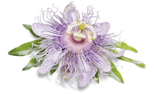Passionsblume - Free PNG