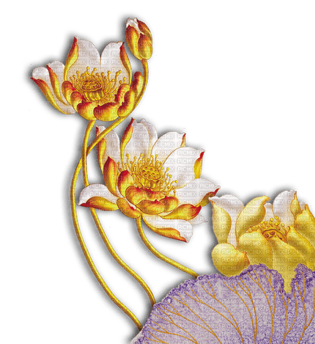 frame, cadre, fleur lotus cold, Pelageya - ilmainen png