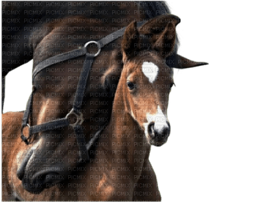 horse with foal bp - безплатен png