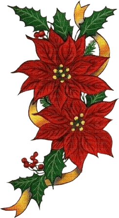 Stella di Natale: Euphorbia - Free PNG