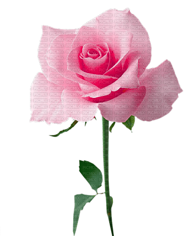 Rose.Pink - PNG gratuit