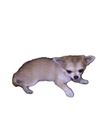 Chihuahua - nemokama png