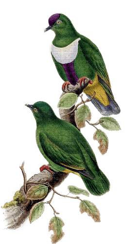 loly33 oiseaux - nemokama png