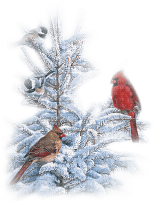 Kaz_Creations Winter Birds Bird Christmas Deco - png gratis