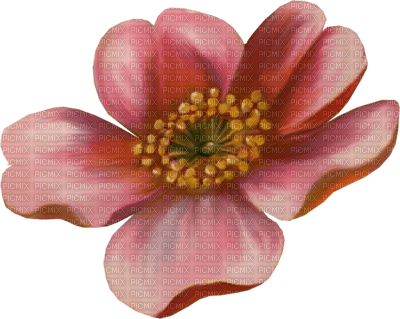 Fleur rose.Cheyenne63 - Free PNG