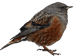 birds - Darmowy animowany GIF