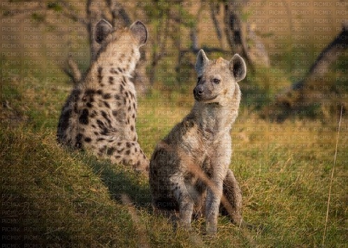 Hyenas - Free PNG