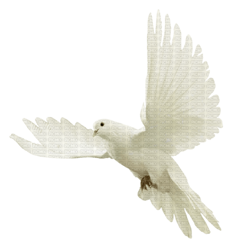 white dove - Free PNG