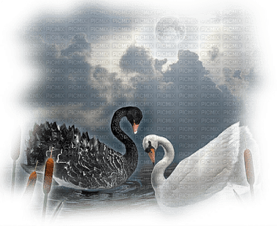 Kaz_Creations Paysage Scenery Swans Birds - PNG gratuit