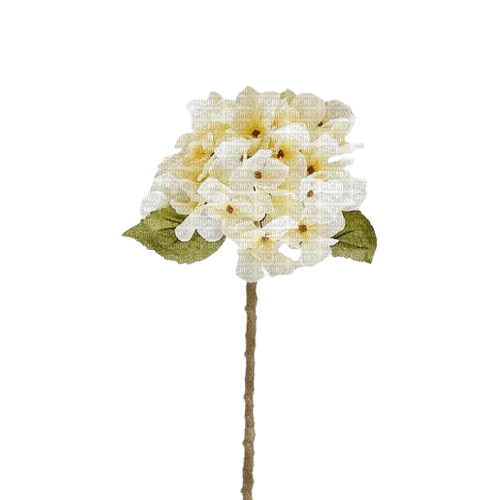 fleur hortensia - zadarmo png