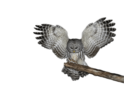 Owl - ilmainen png
