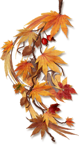 leaves fall autumn feuille leaf - png gratis