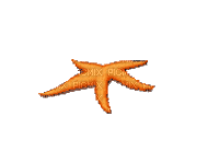 starfish étoile de mer seestern - 無料のアニメーション GIF