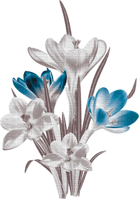 soave deco flowers spring  blue brown - bezmaksas png