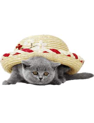 Kaz_Creations Cats Cat Kittens Kitten Hat - бесплатно png
