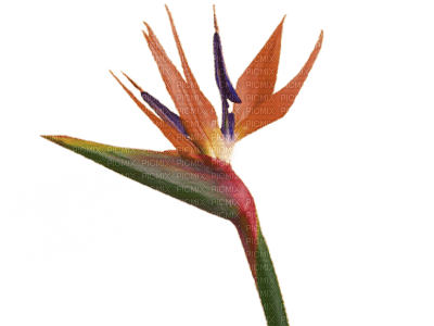 Kaz_Creations Flowers Deco Birds Bird - png grátis