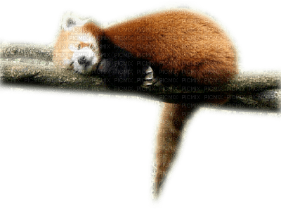 Kaz_Creations Animals Pandas Panda - ilmainen png
