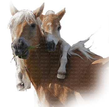horse -Nitsa 9 - png gratis