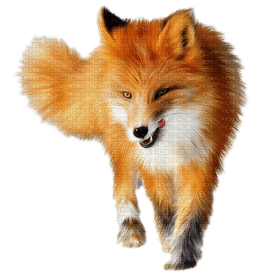 fox renard - gratis png