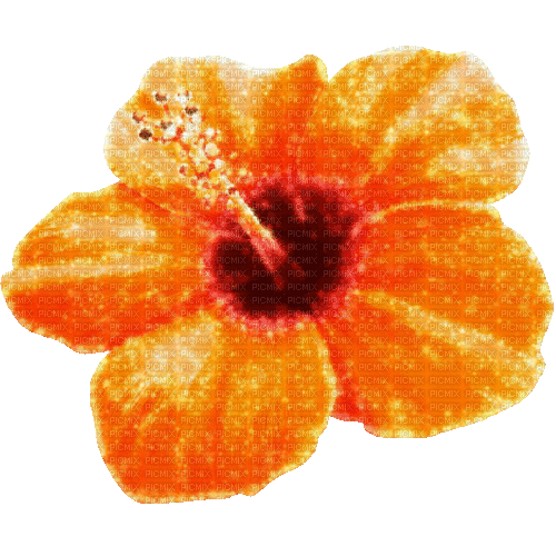 Animated.Flower.Orange - By KittyKatLuv65 - GIF เคลื่อนไหวฟรี